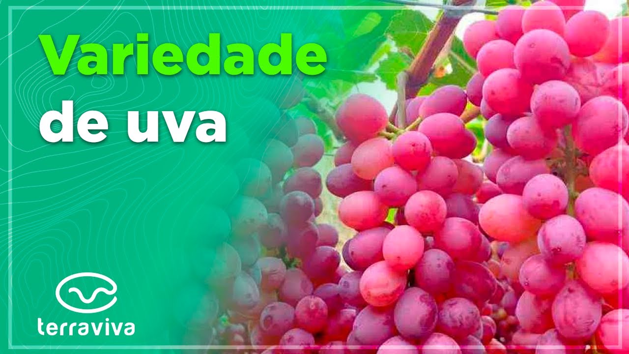 Explorando a Variedade de Sabores Frutados: Uma Degustação de Delícias